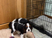K C Reg Cavalier King Charles