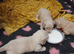 Clear cream long haired mini dachshunds