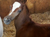 Arabian filly available at weaning