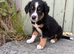 Border collie pups