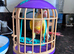 Hand Reared GC Conure Babies