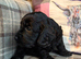 Gorgeous Cockapoo Puppies
