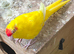 Cockatiel and Kakariki pairs