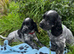 Stunning show type cocker spaniel puppies