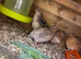 Mixed coturnix quail