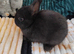 Baby rabbits ready now