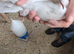 Racein pigeons