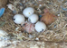 Lovebirds For handfeeding