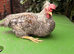 Crested cream Legbar males