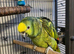 Oscar the yellow crowned Amazon