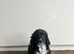 1 handsome chap still waiting for a family home