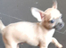 3 beautiful chihuahua puppys