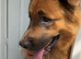 1Year old male gsd x mastiff