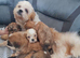 Lhasa apso