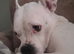 American Staffy (READ DESCRIPTION)