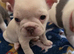 French bulldog puppies