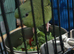 Female linnie parakeet