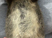**RESERVED** Teddy Boar (Pure & Proven)