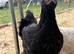 Sexed POL chickens 16-19 weeks old