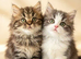 Adorable Persian babies