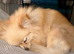 Cream female Pomeranian