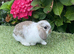Pure bred mini lop