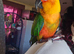 3 year old jenday conure