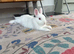 pure white male netherland dwarf