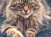 Last Maine coon kitten