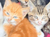 8 weeks old kittens looking for new homes