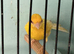 Raza satinette canary small size