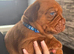 Kc reg Dogue de Bordeaux puppies
