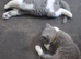 Bicolour British shorthair Kittens