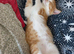 11 week old kitten