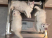 Council licensed TICA registered Maine Coon kittens