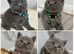 Kitten Bsh