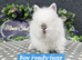 PUREBRED LIONHEADS AVAILABLE NOW