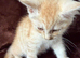 Maine Coon Cross Kittens x 2 Boys