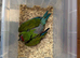 Selling baby handreared military macaws