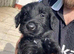 Ready Now! Superb Giant Schnauzer Puppies