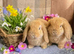 Mini lops