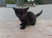 Beautiful kittens 2 chocolates left