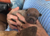 3 stunning stocky frenchie pups payplan option