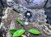 Golden Mexican Red Rump Tarantula & FULL Setup For Sale!