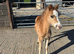 Registered Welsh section A filly- AVAILABLE AT WEANING