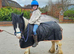 12. 1 Mini Cob Mare