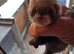 Polecat babys 4 sale well handled