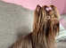 Chocolate Yorkshire Terrier STUD only