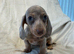 Kc miniature smooth haired  dachshunds
