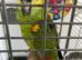 Tame blue front Amazon